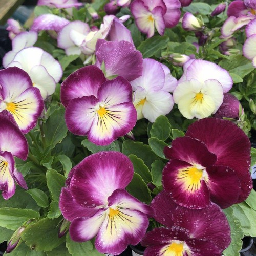 Viola ultima radiance f1 - ultima,