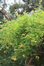 Campsis Flava Yellow Trumpet