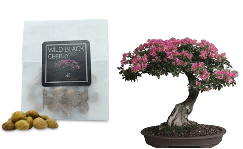 Wild black cherry - wild,