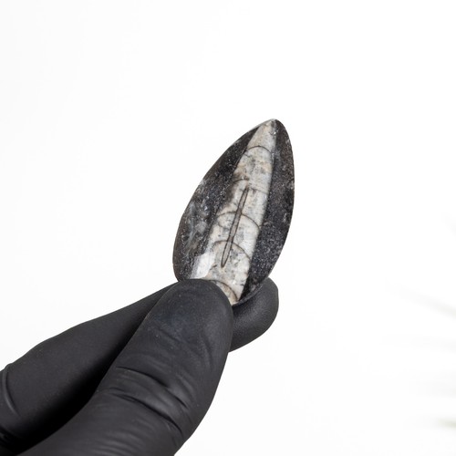 Inch orthoceras pear drop - 2,