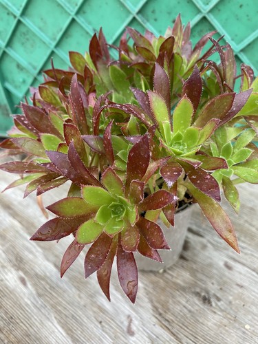 Aeonium cornish tribute - aeonium, "