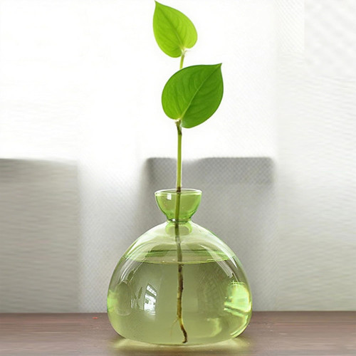 Avocado tree glass vase - avocado,
