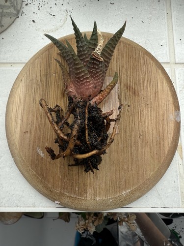 Haworthia succulent - haworthia,
