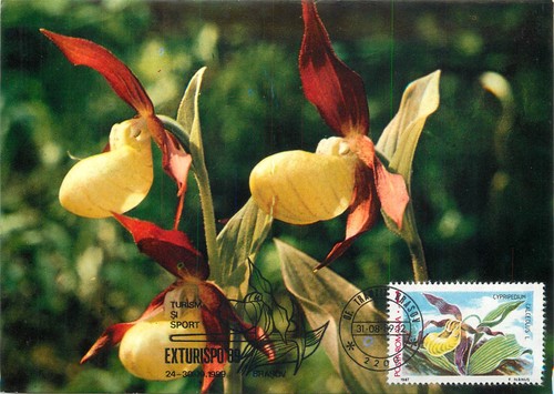 E0046 maxi card - e0046,