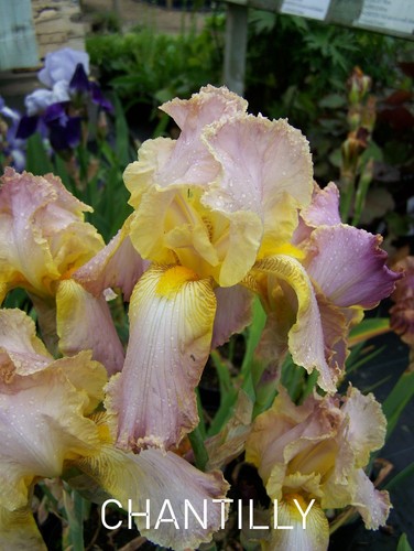 Iris germanica chantilly - -,