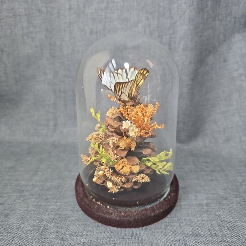 Vintage bell jar - jar, butterfly