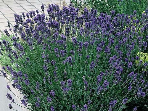 Pack english lavender - english,