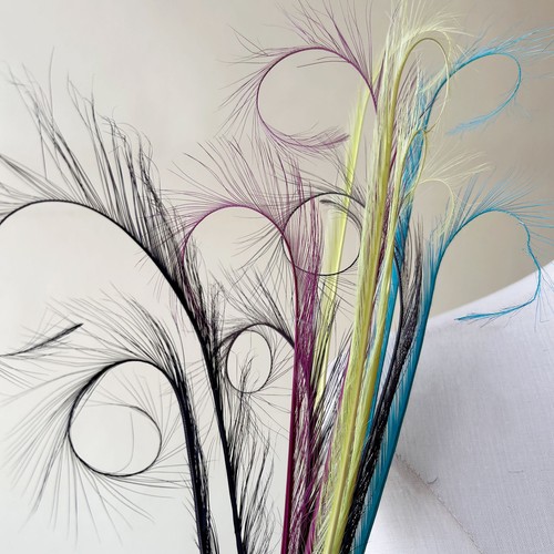 Colourful curled feathers - curled, for