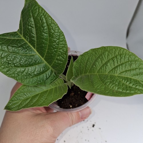 Brugmansia double white angel - brugmansia,