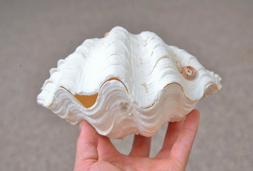 Natural clam clamshell - natural,