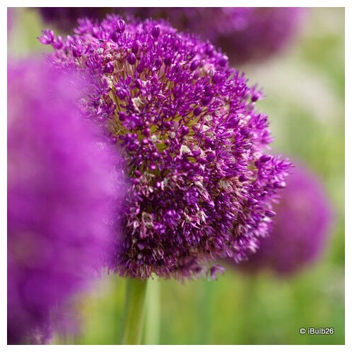Allium purple sensation - allium, sensation'