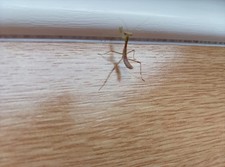 Praying Mantis 2 Haribo Mantis