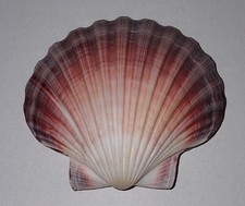 100 mm GREAT PATTERN Pecten Maximus Scallop Seashell #AJ4 From Okinawa Japan