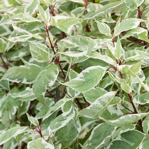 Cornus alba sibirica - cornus,