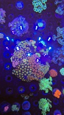 zoa garden wysiwyg includes