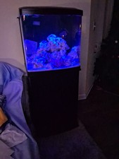33 Gallon Salt water tank w