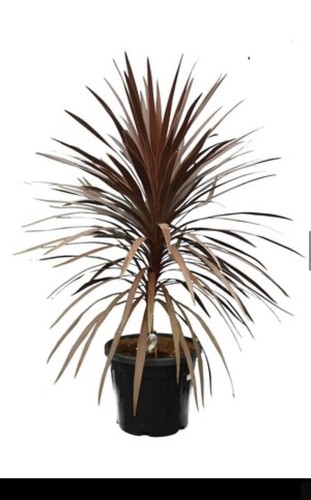 Cordyline red star - red,