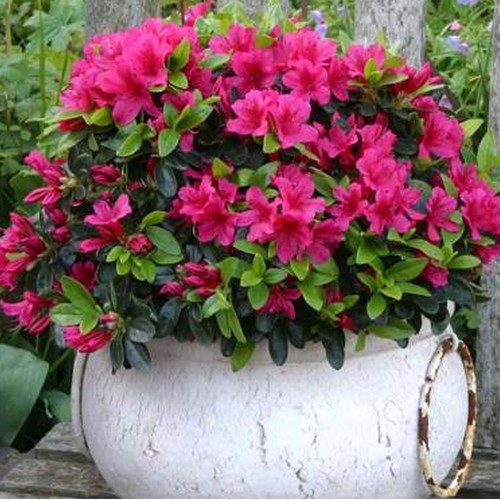 Pink azalea japanese - pink, evergreen
