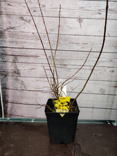 5L Forsythia Lynwood Lovely Yellow Flowers Garden Shrub Plant 5 Litre Pot