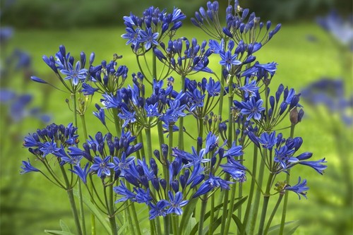 Agapanthus blue flower - blue,