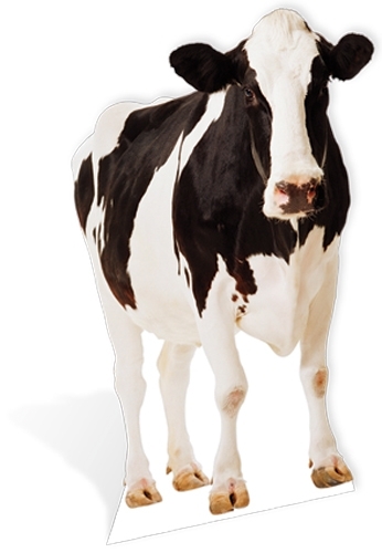 Cow black white lifesize - white,