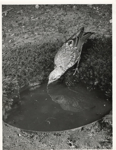 Mistle thrush turdus - mistle,