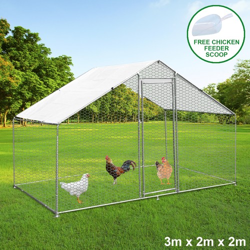 Chicken run walk - animal, pen