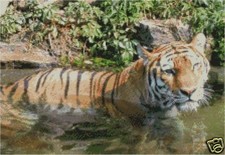 Tiger In Water Complete