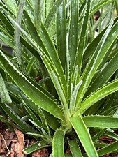 Fascicularia bicolor.  Hardy