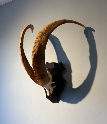 Feral wild mountain goat skull - wild,