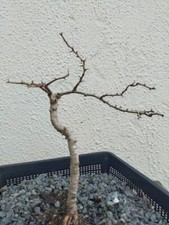 Hawthorn Bonsai Tree #8
