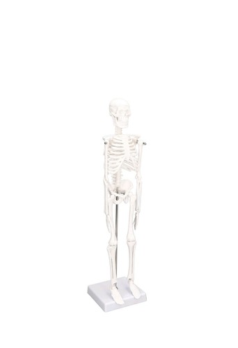 Mini human skeleton model - mini,
