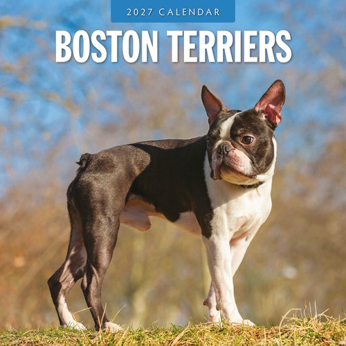 Boston terriers 2027 - 2027, square