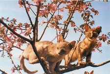 Picture Postcard>>Cats, Alphito Burmese Kittens [Brenda Goodwin]