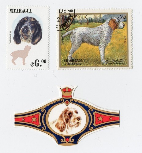 Italian spinone collection - italian,