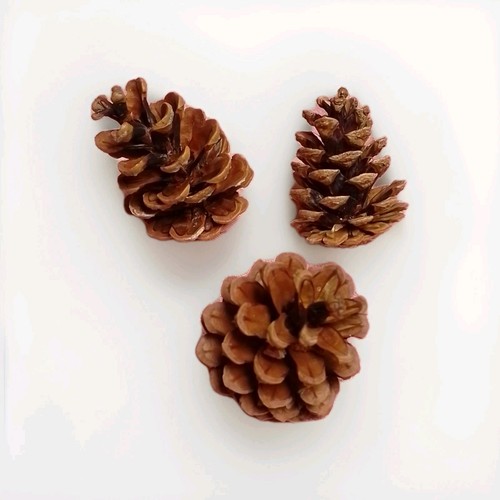 Pinecones crafts christmas - pinecones,
