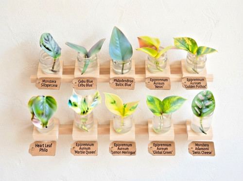 Plant cuttings bundle - plant,