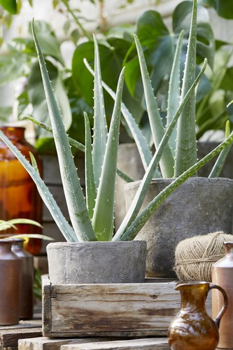 Fresh live aloe vera - fresh,