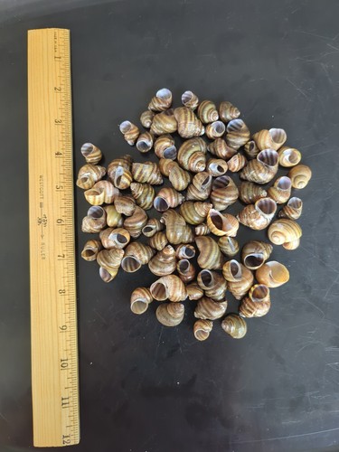 Juvenile apple snail shells - apple,