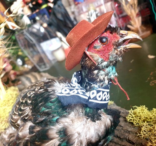 Taxidermied cowboy - cowboy, 🤠