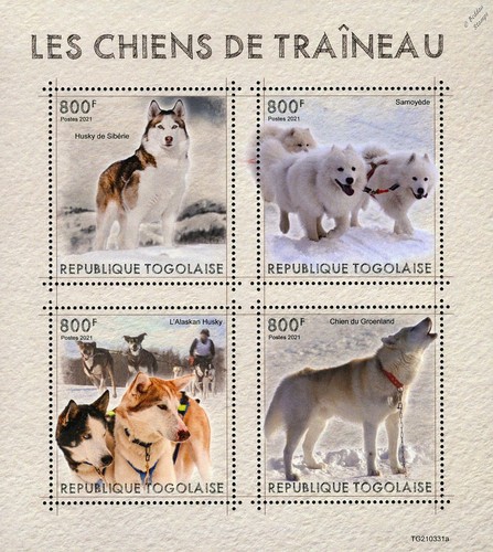 Sled dogs siberian - sled, husky
