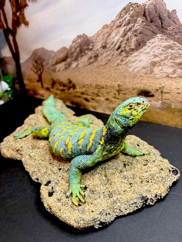 Taxidermy mount uromastyx - taxidermy,