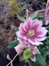 helleborus Hellebore