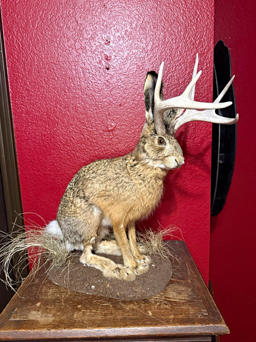 Taxidermy full body jackalope - taxidermy,
