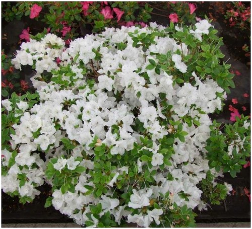 Dwarf japanese azalea - dwarf, japonica