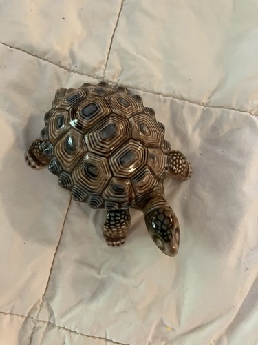 Wade swimming turtle - wade,