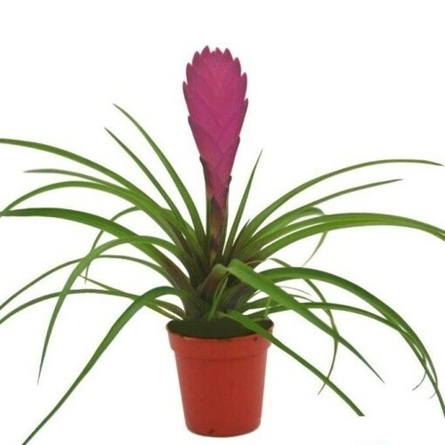 Tillandsia air plant bromeliad - plant,