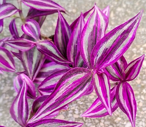 Rare tradescantia pink - tradescantia,