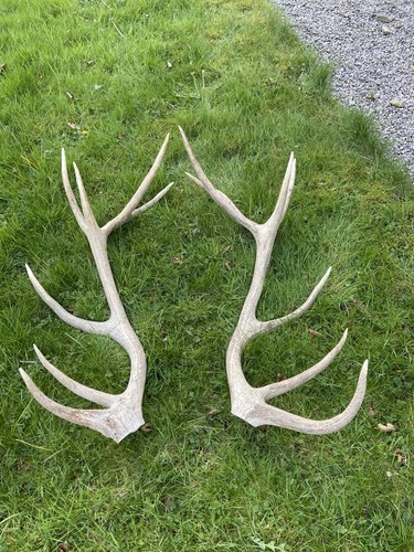 Red deer stag antlers 3ft - deer,