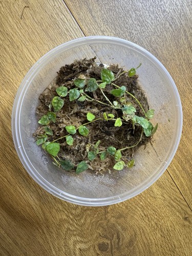 Ficus pumila minima - ficus,